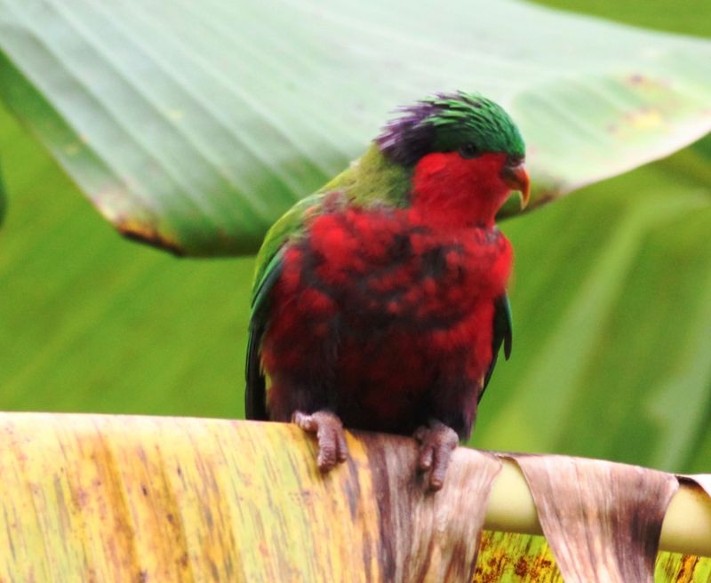 Rimatara Lorikeet