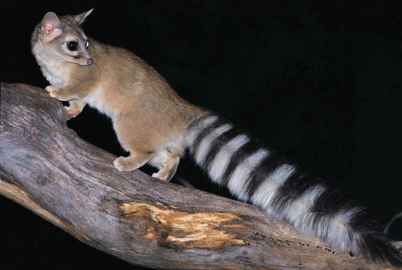 Ringtail