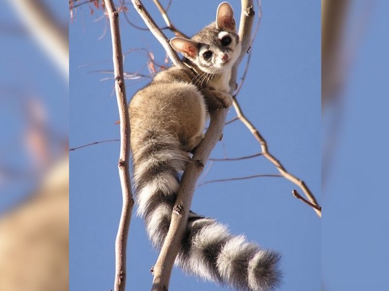 Ringtail Cat