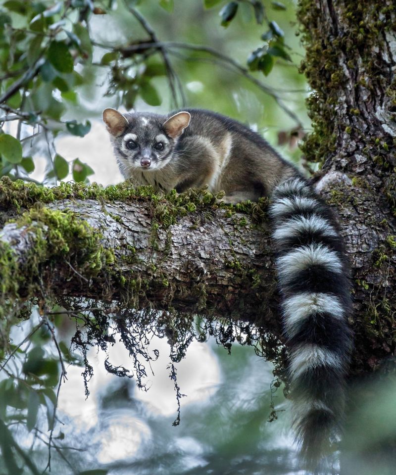 Ringtail