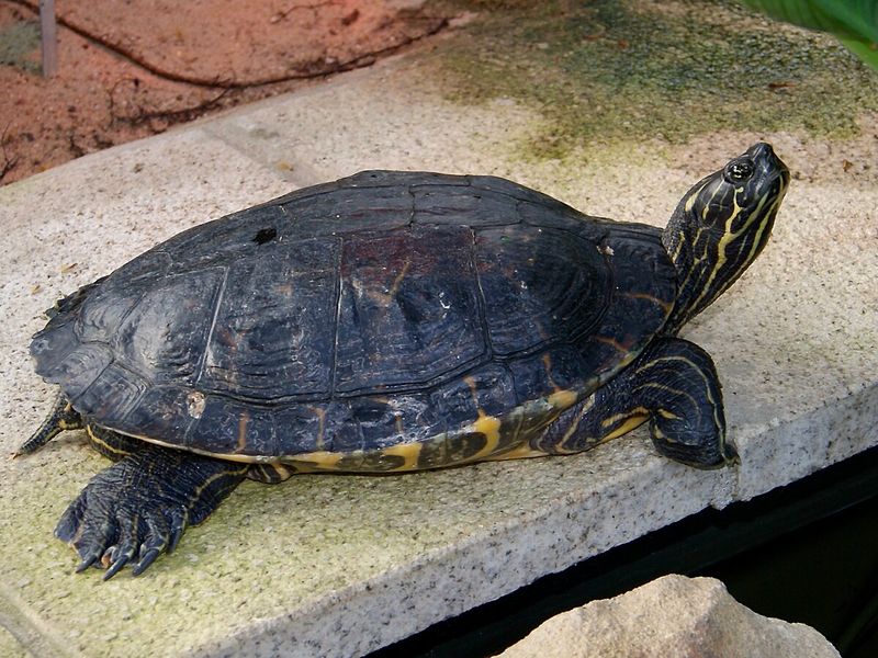 River Cooter Turtle