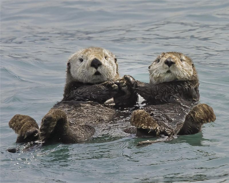 River Otter