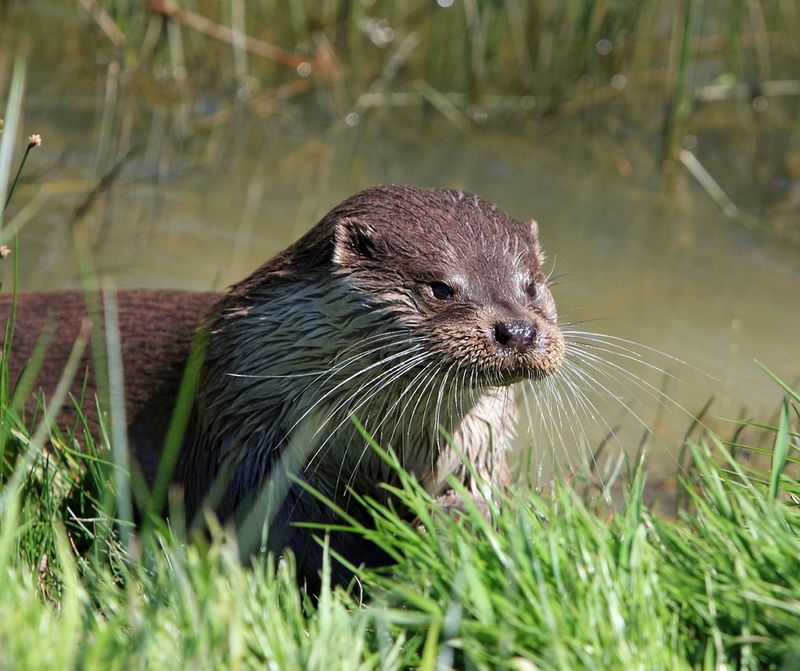 River Otter