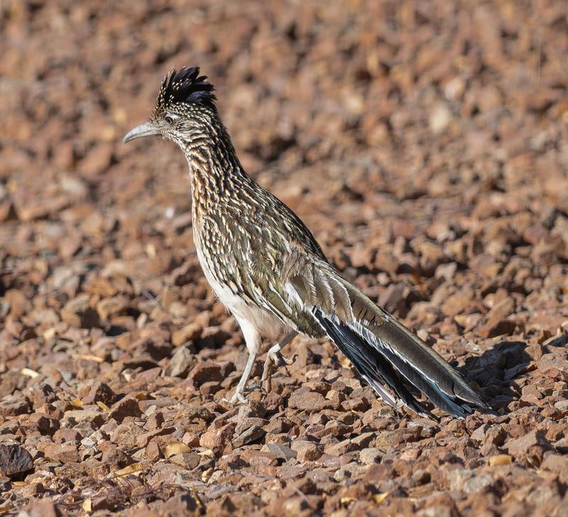 Roadrunner