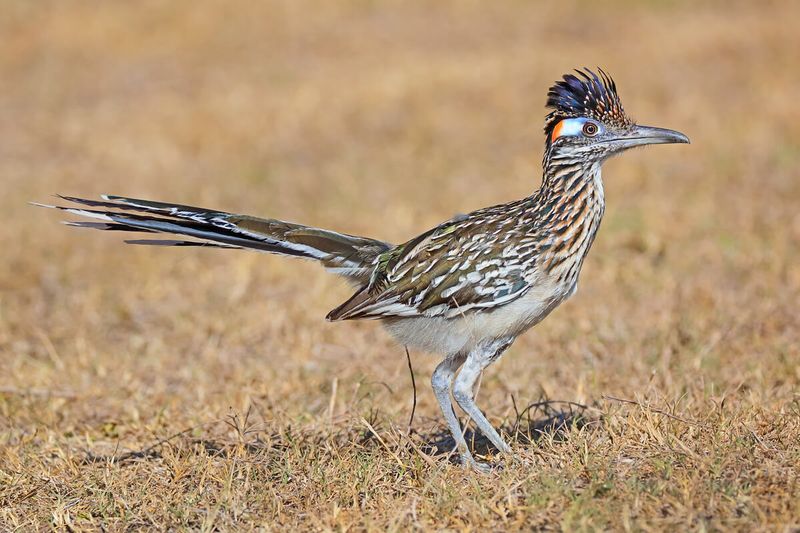 Roadrunner