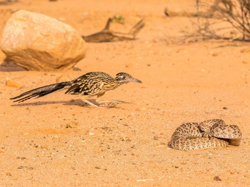 Roadrunner