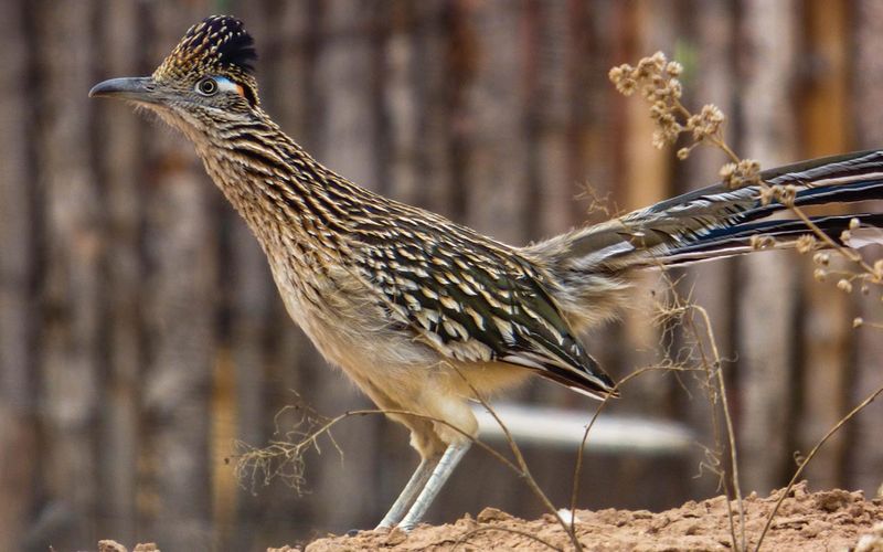 Roadrunner