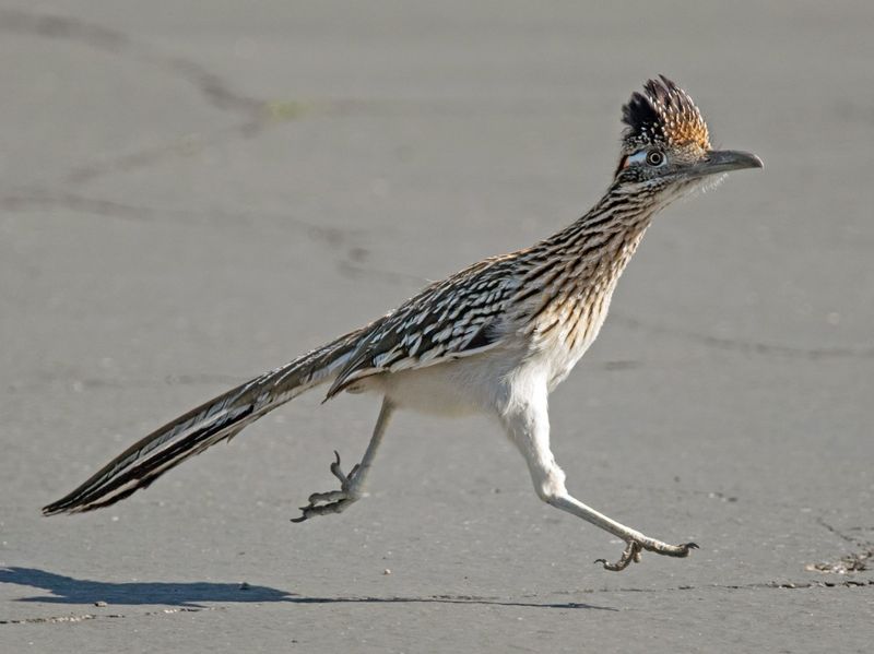 Roadrunner's Speed