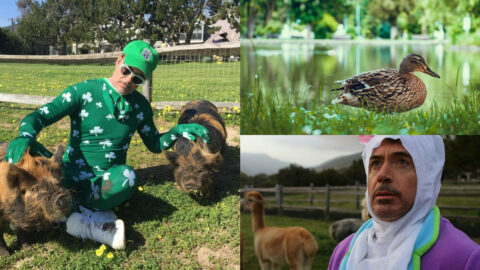 Robert Downey Jr.'s Private Farm: A Look at the Animals Who Call It