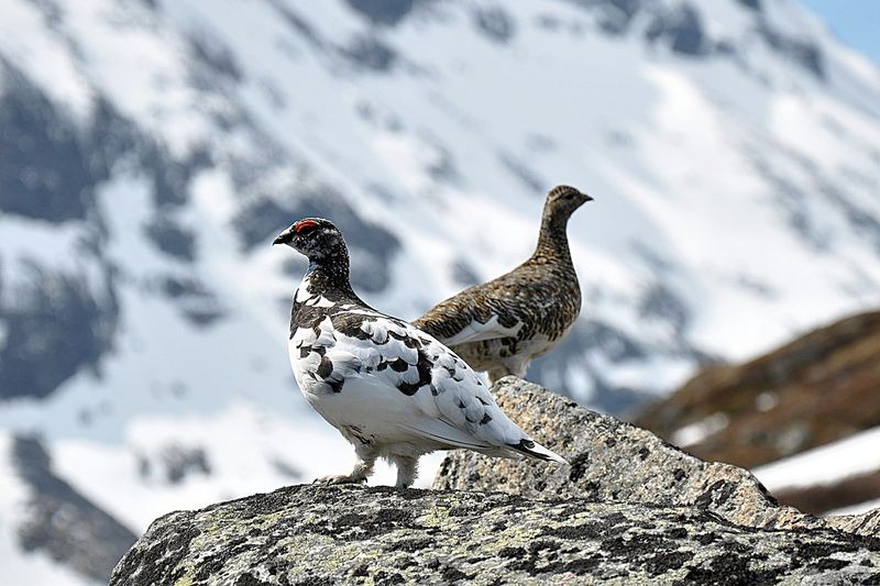 Rock Ptarmigan