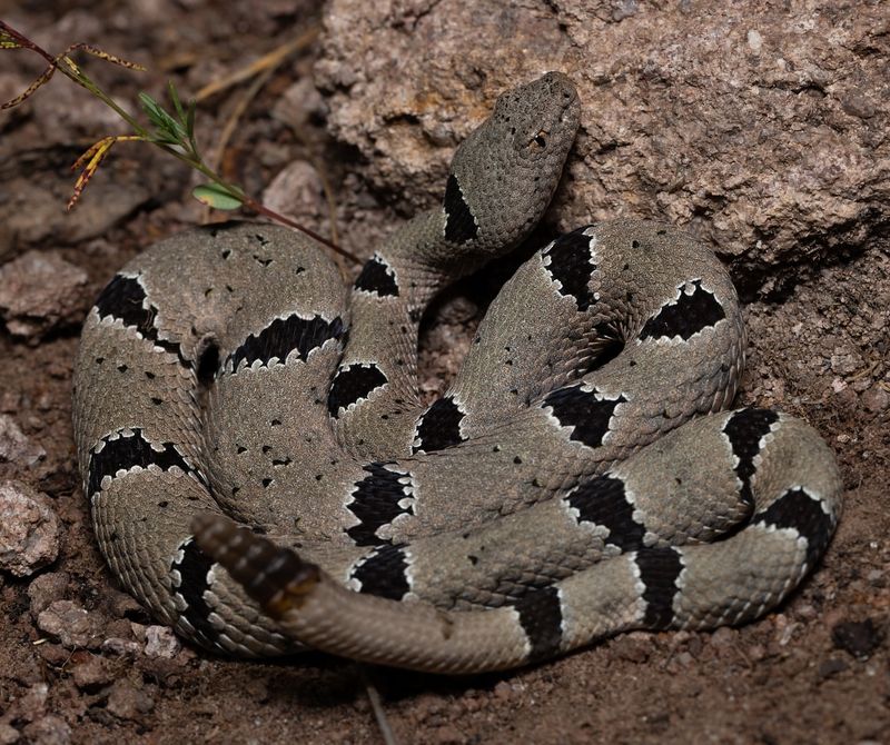 Rock Rattlesnake