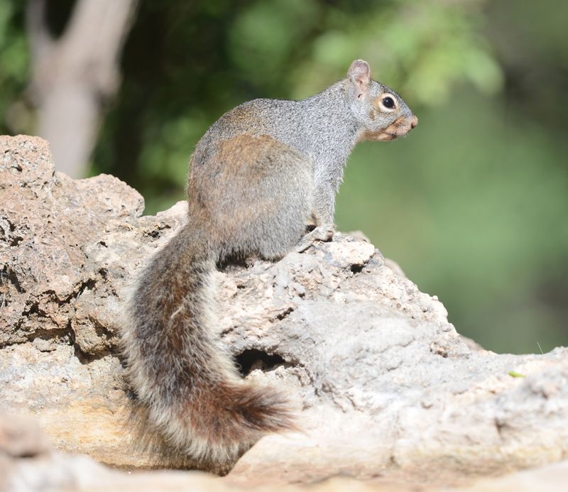 Rock Squirrel