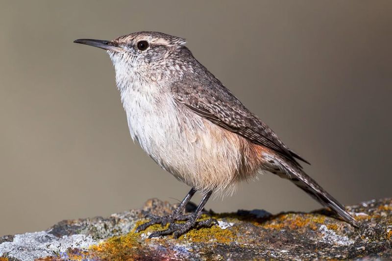 Rock Wren