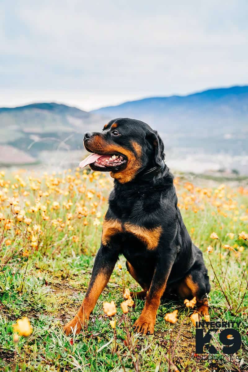 Rocky the Earthquake Responder