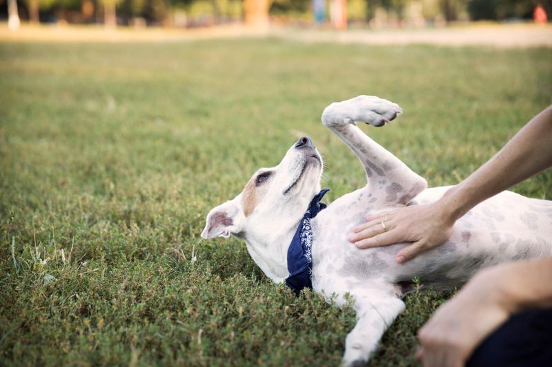 Rolling Over for Belly Rubs