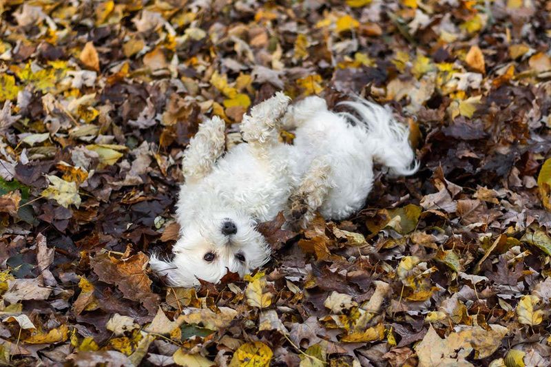 Rolling in Smelly Things