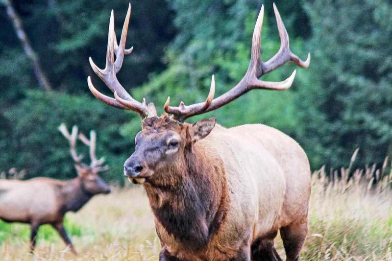 Roosevelt Elk