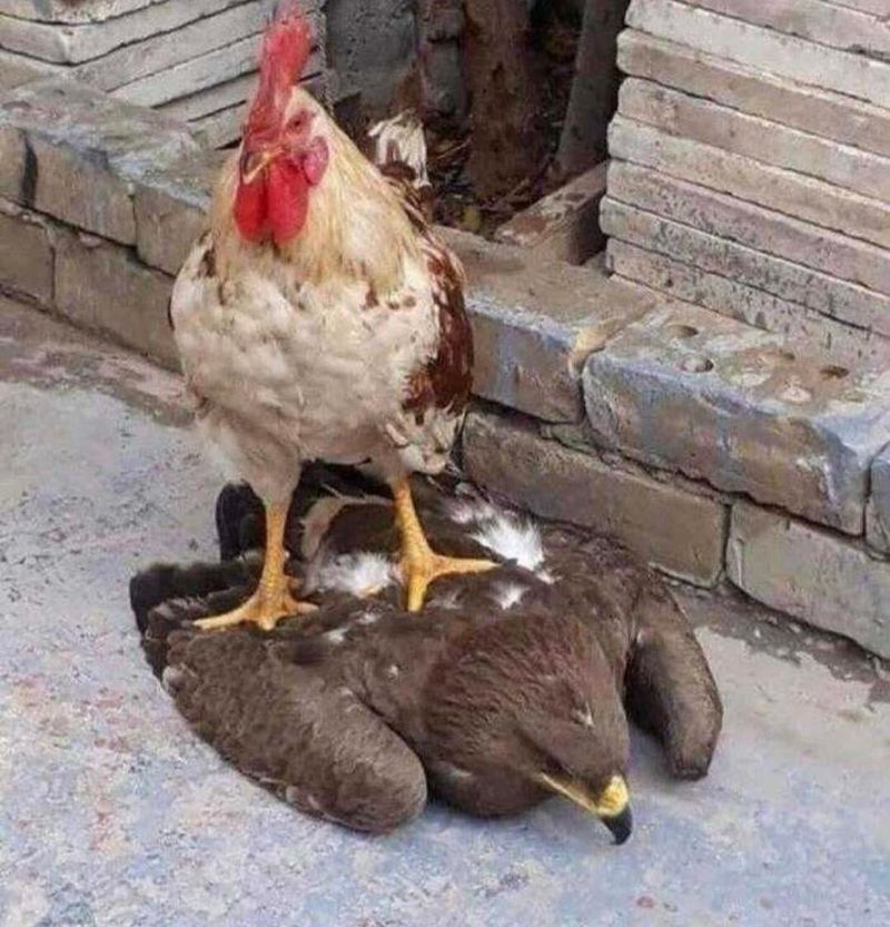 Rooster