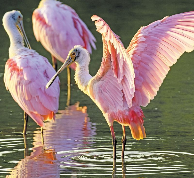 Roseate Spoonbill