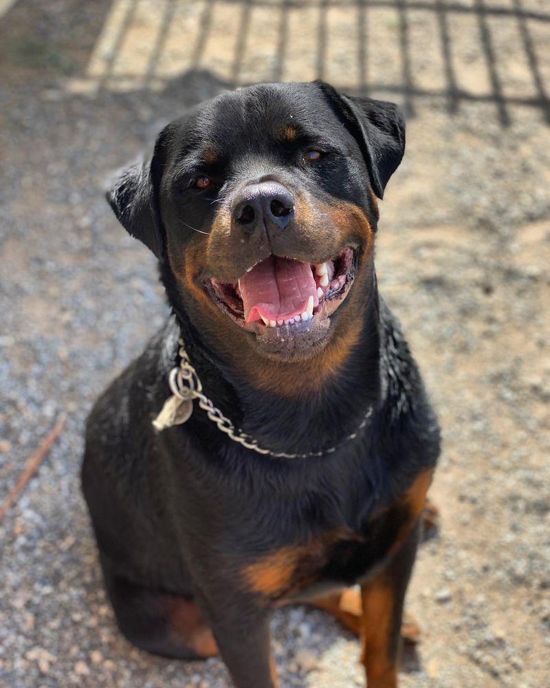 Rottweiler