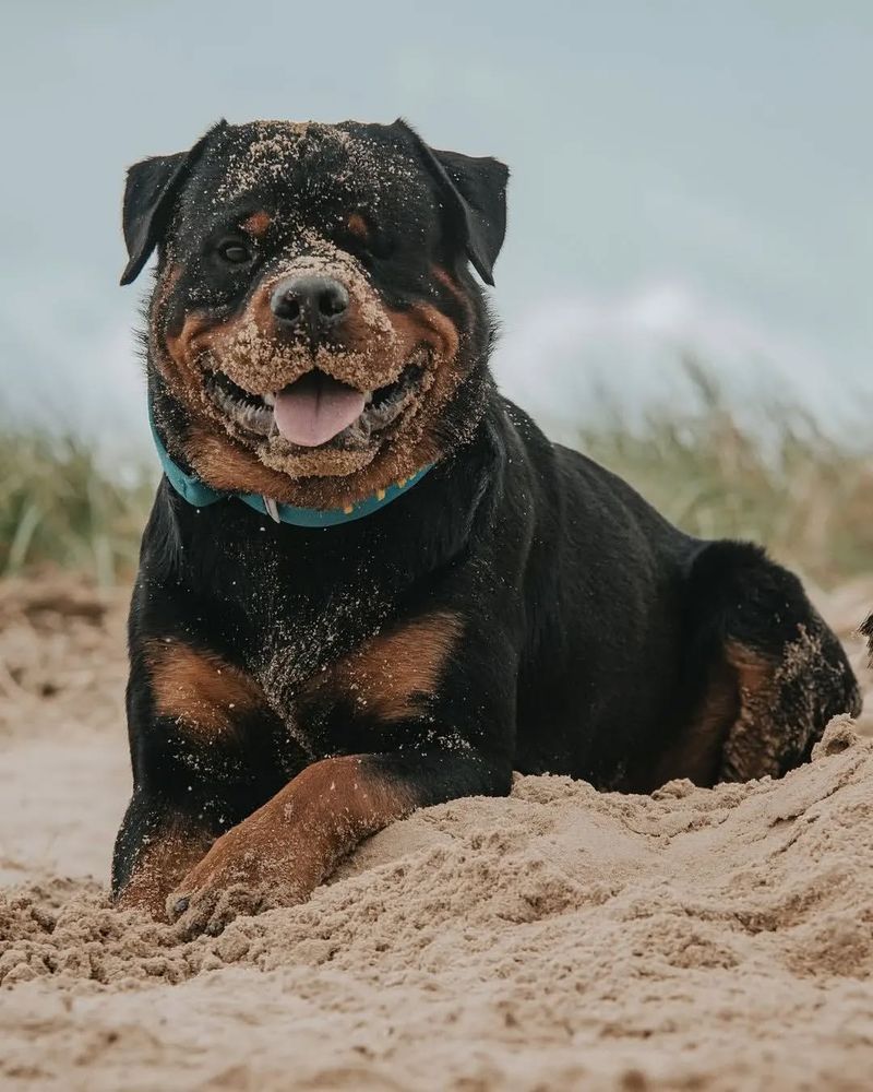 Rottweiler