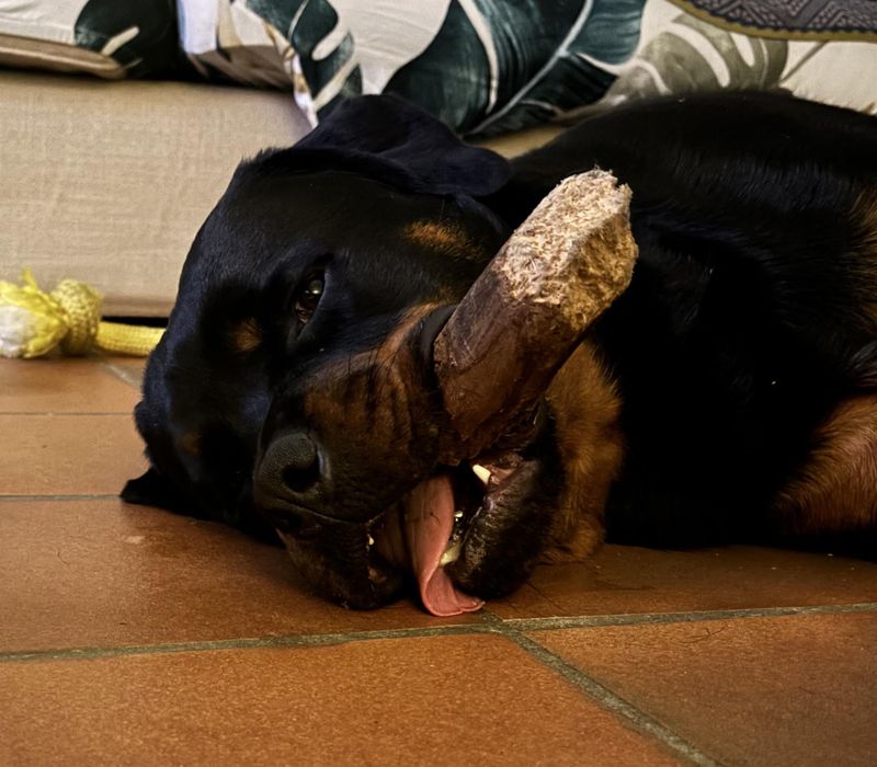 Rottweiler