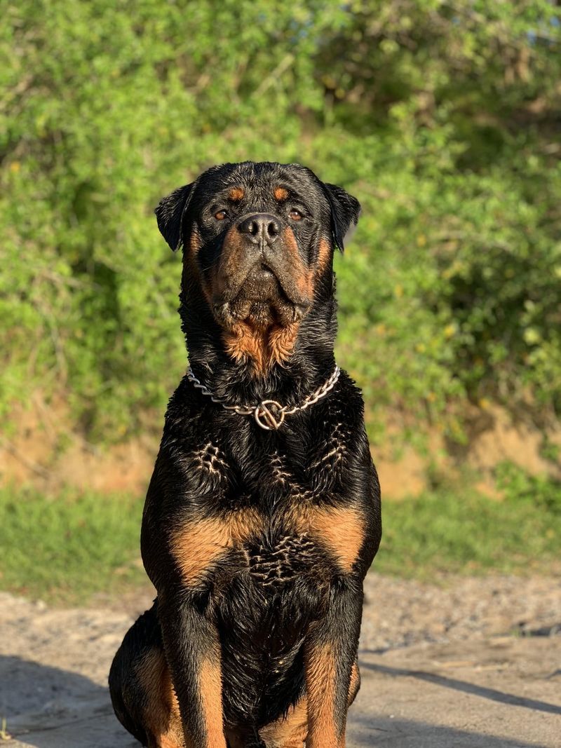 Rottweiler