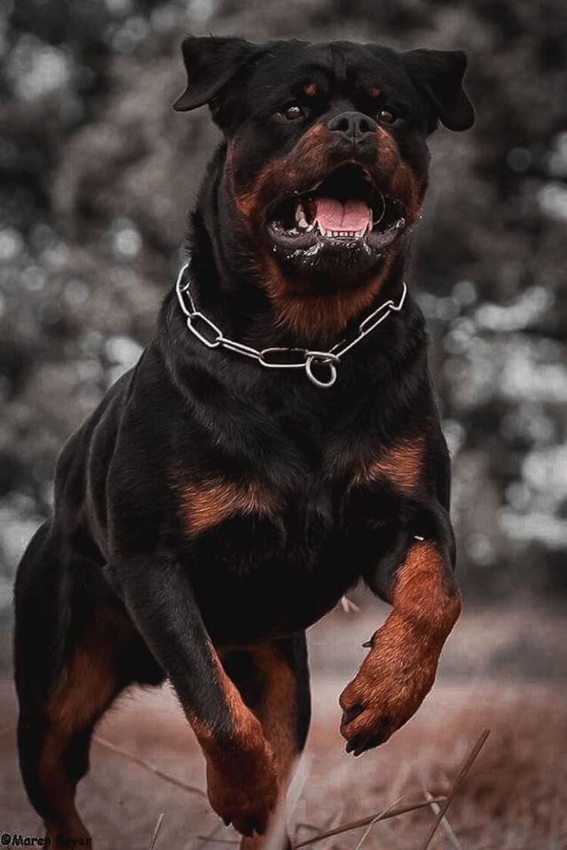 Rottweiler