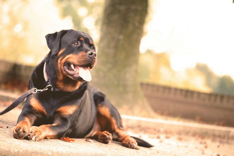 Rottweiler