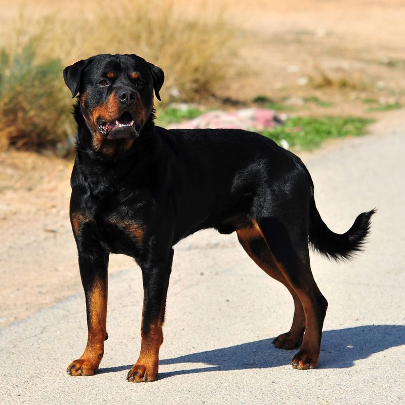 Rottweiler