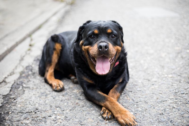 Rottweiler