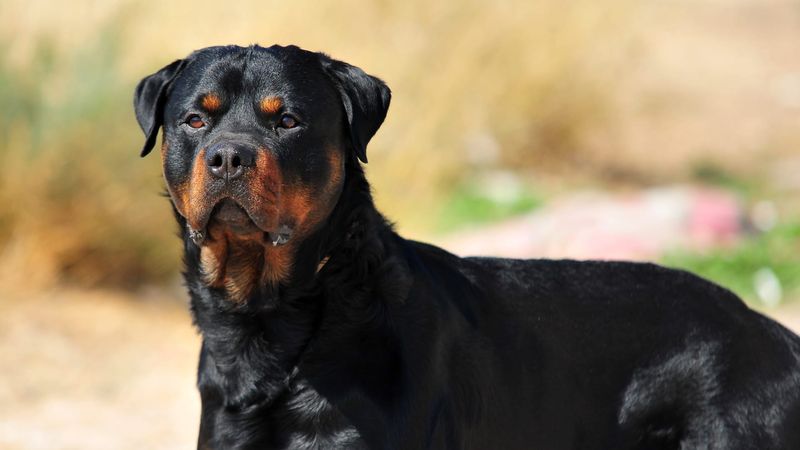 Rottweiler