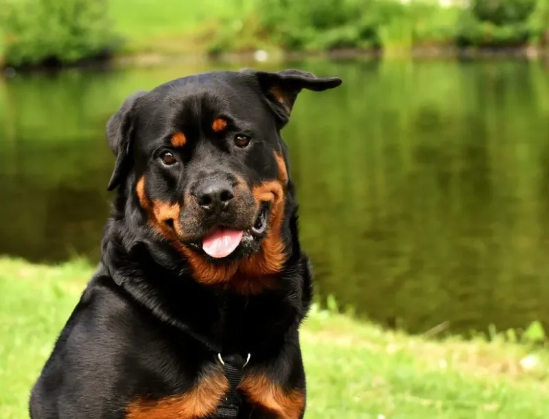 Rottweiler