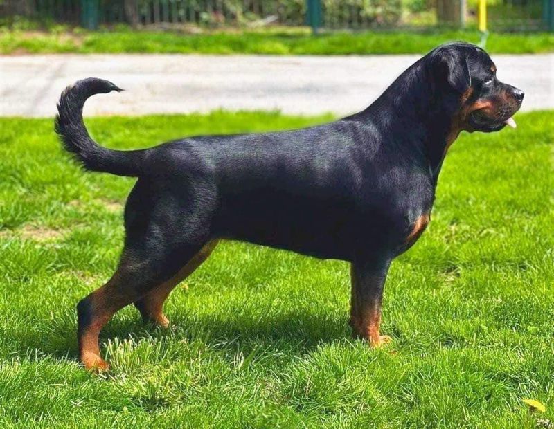 Rottweiler