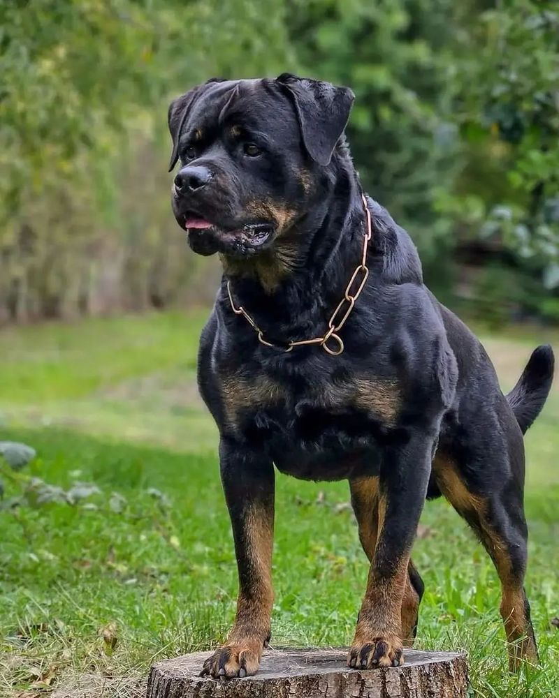 Rottweiler