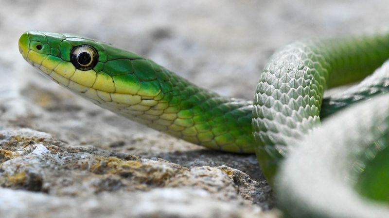 Rough Green Snake