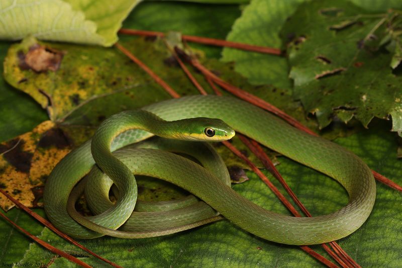 Rough Green Snake