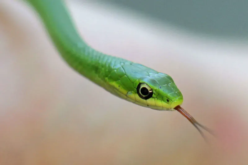 Rough Green Snake