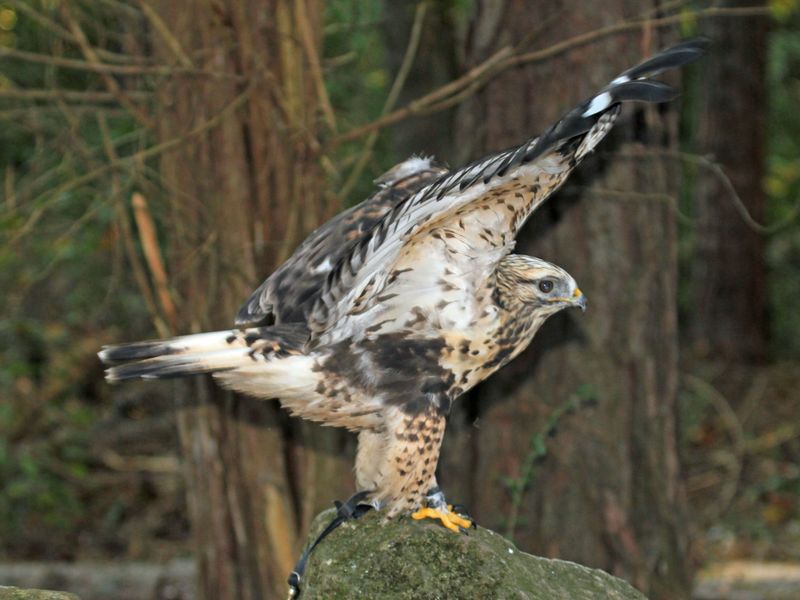 Rough-legged Buzzard