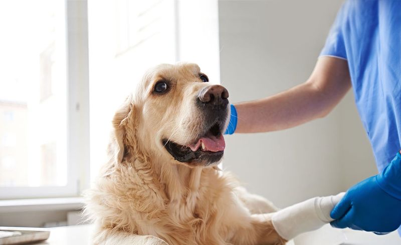 Routine Veterinary Check-Ups