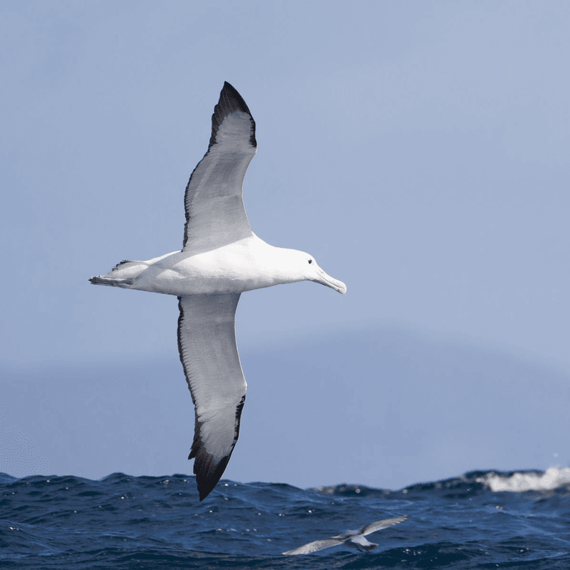 Royal Albatross