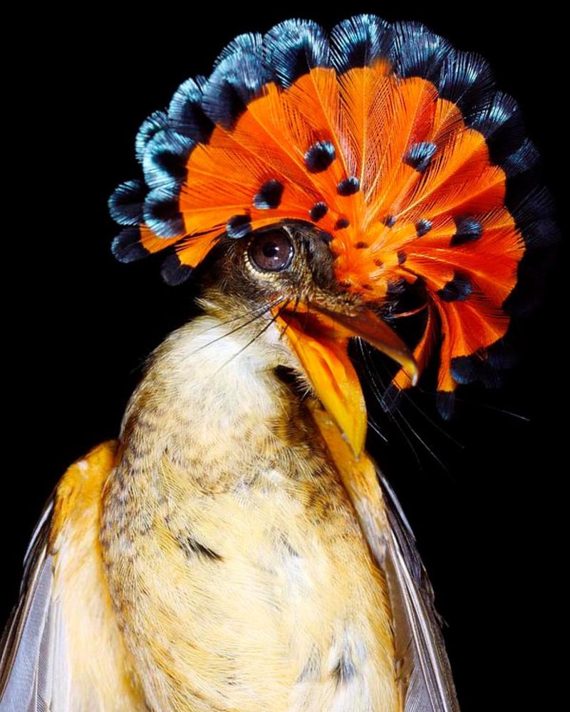 Royal Flycatcher