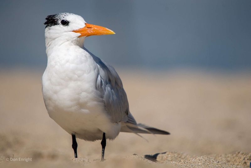 Royal Tern