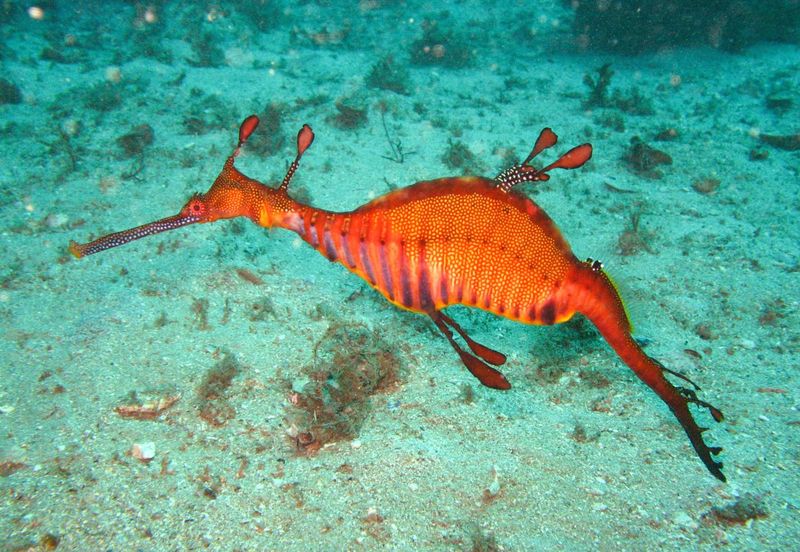 Ruby Seadragon