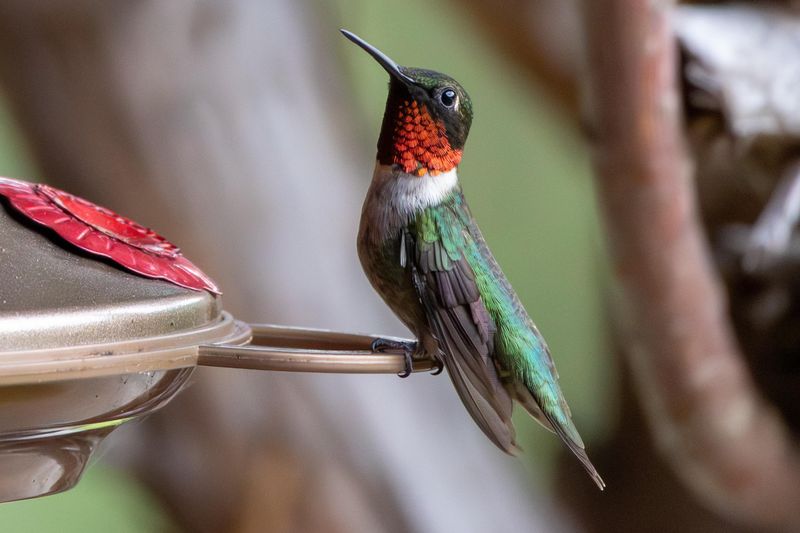 Ruby-throated Hummingbird