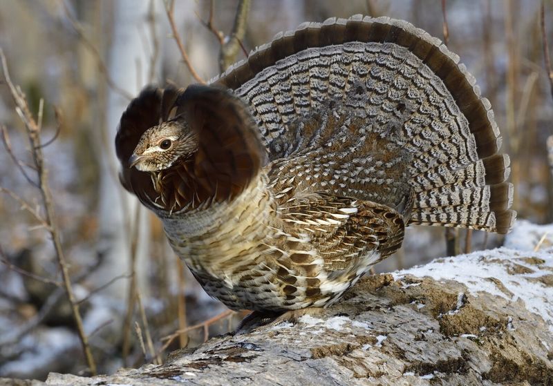 Ruffed Grouse