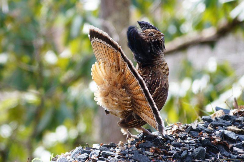 Ruffed Grouse