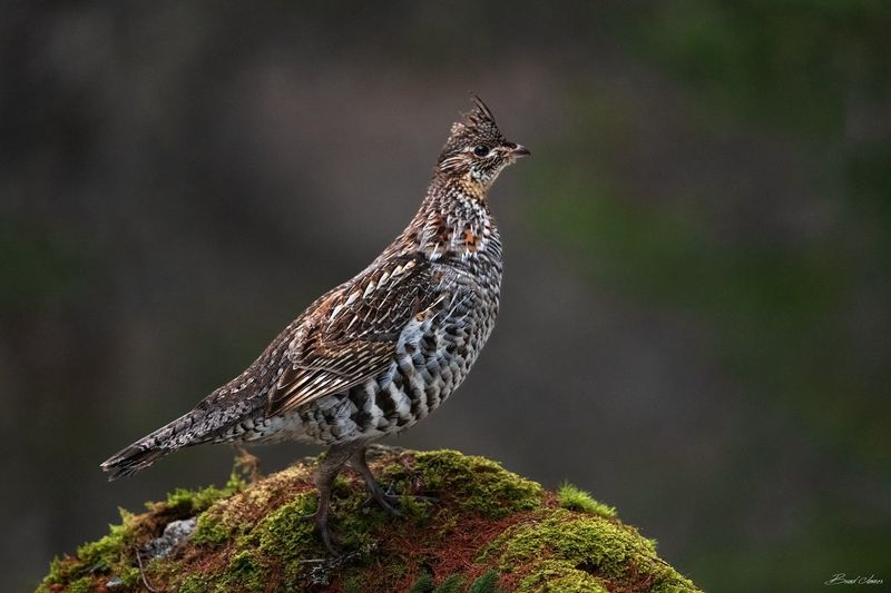 Ruffed Grouse