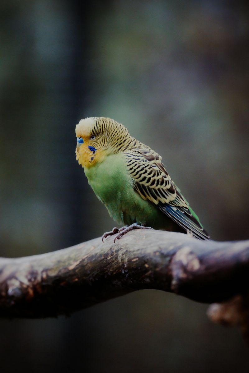 Ruffles the Budgerigar