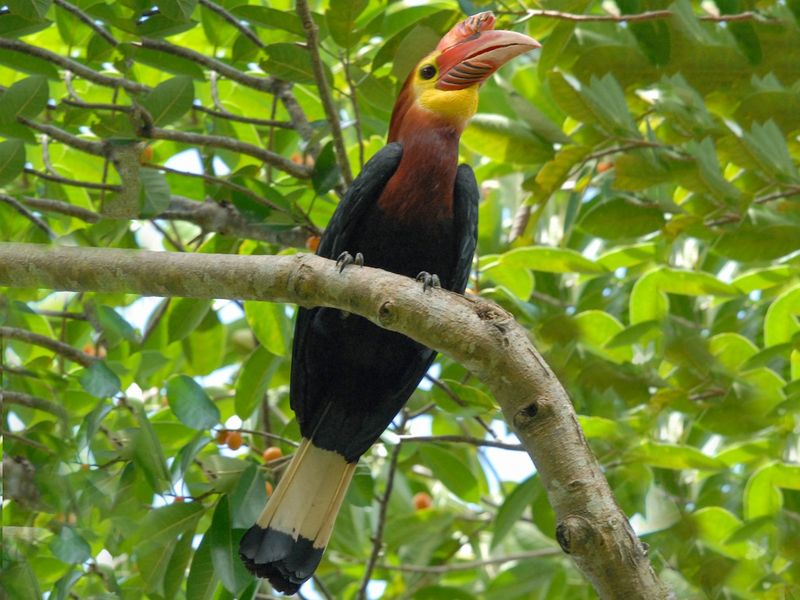 Rufous-headed Hornbill